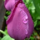 10 Tulpen (paars) (leverbaar van aug-dec)